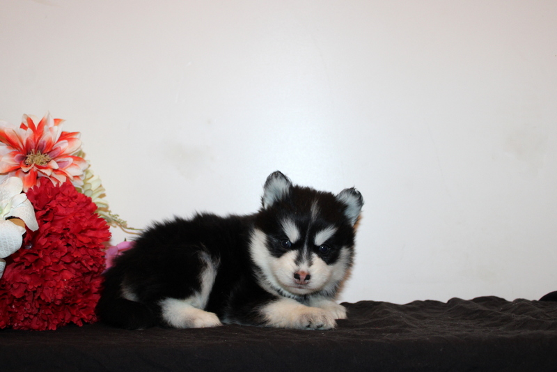 puppy, for, sale, Pomsky, Matthew B. Stoltzfus, dog, breeder, Gap, PA, dog-breeder, puppy-for-sale, forsale, nearby, find, puppyfind, locator, puppylocator, aca